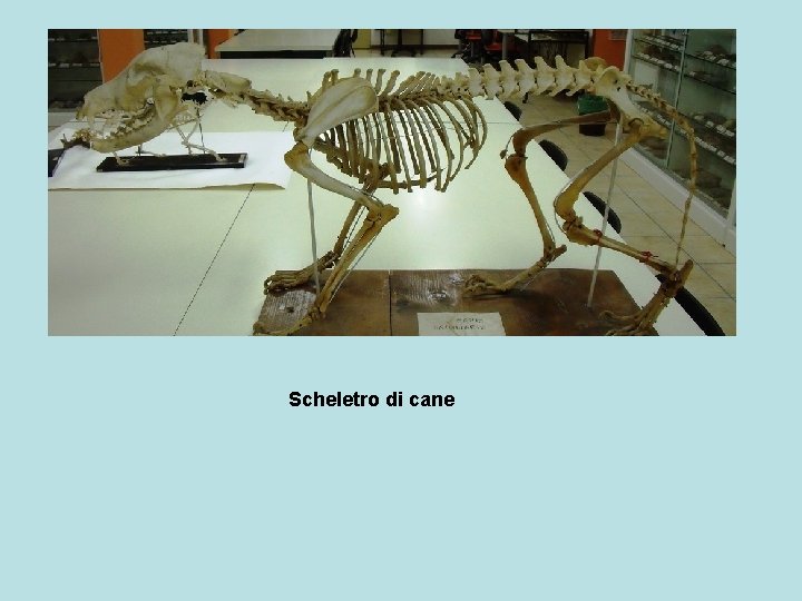 Scheletro di cane 