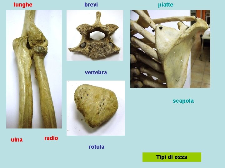 lunghe brevi piatte vertebra scapola ulna radio rotula Tipi di ossa 