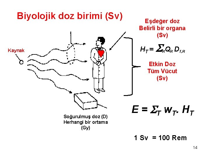 Biyolojik doz birimi (Sv) Eşdeğer doz Belirli bir organa (Sv) HT = Kaynak Q