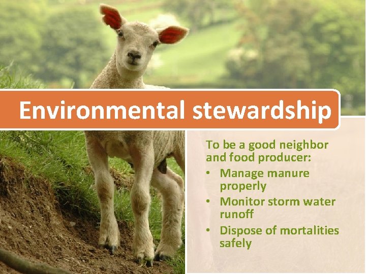 Environmental stewardship To be a good neighbor and food producer: • Manage manure properly