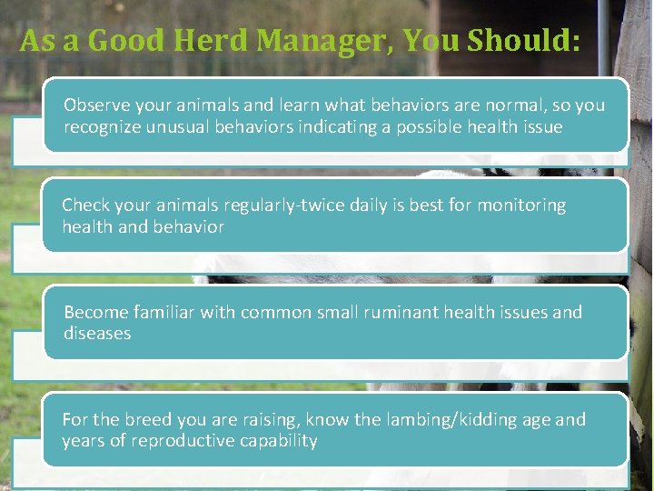 As a Good Herd Manager, You Should: Observe your animals and learn what behaviors