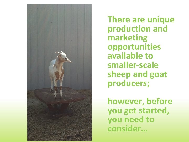 There are unique production and marketing opportunities available to smaller-scale sheep and goat producers;