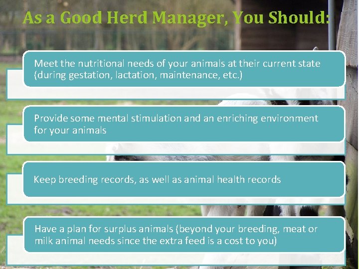 As a Good Herd Manager, You Should: Meet the nutritional needs of your animals