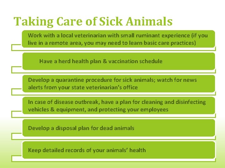 Taking Care of Sick Animals Work with a local veterinarian with small ruminant experience