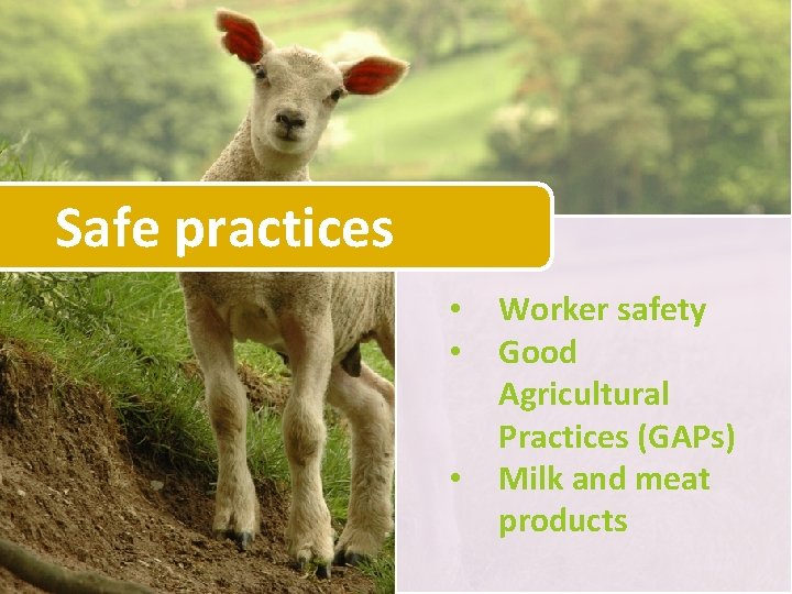 Safe practices • • • Worker safety Good Agricultural Practices (GAPs) Milk and meat