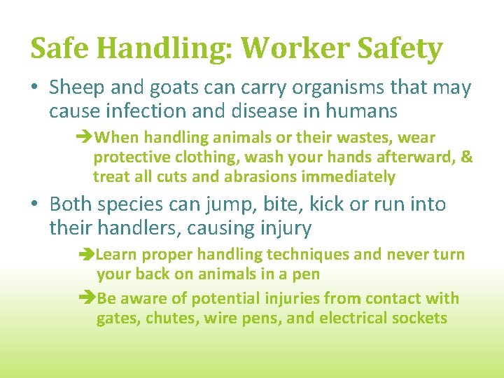 Safe Handling: Worker Safety • Sheep and goats can carry organisms that may cause