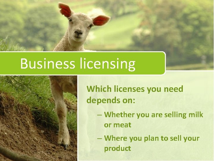 Business licensing Which licenses you need depends on: – Whether you are selling milk