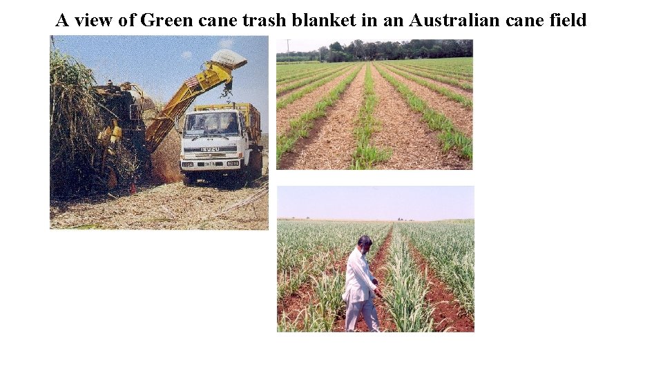A view of Green cane trash blanket in an Australian cane field 