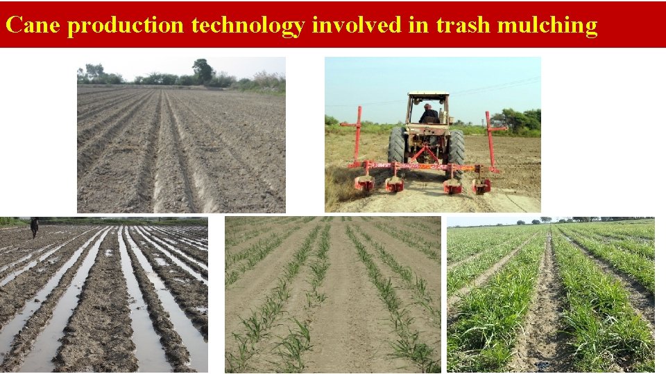 Cane production technology involved in trash mulching 