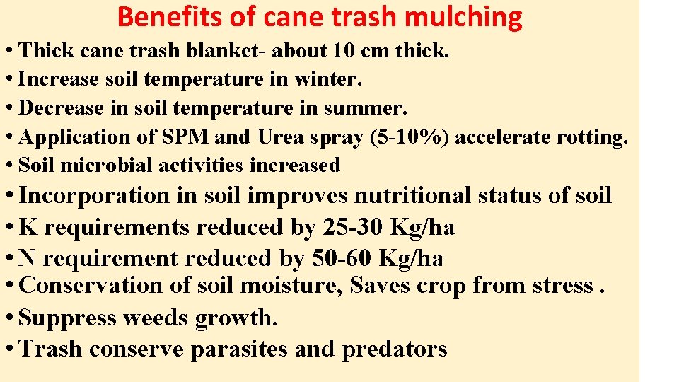 Benefits of cane trash mulching • Thick cane trash blanket- about 10 cm thick.