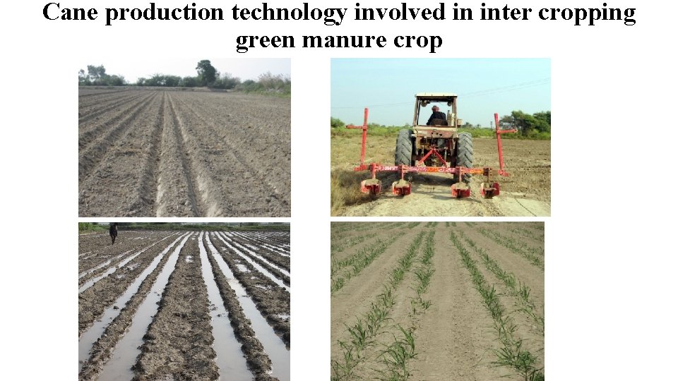 Cane production technology involved in inter cropping green manure crop 