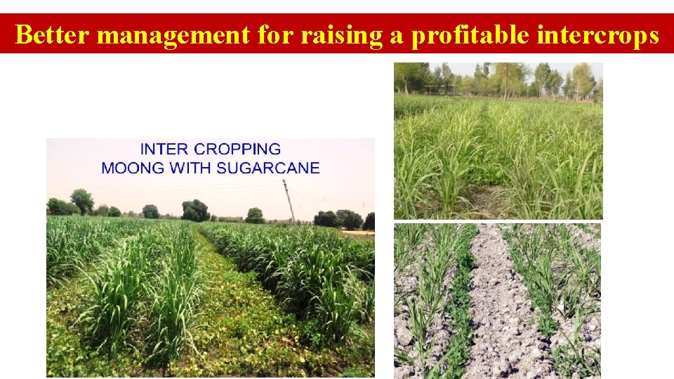 Better management for raising a profitable intercrops 