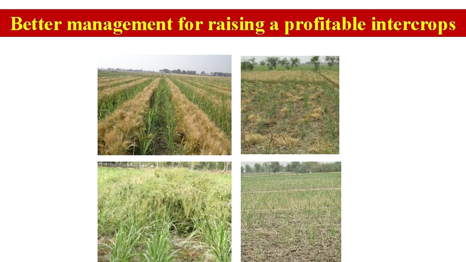 Better management for raising a profitable intercrops 