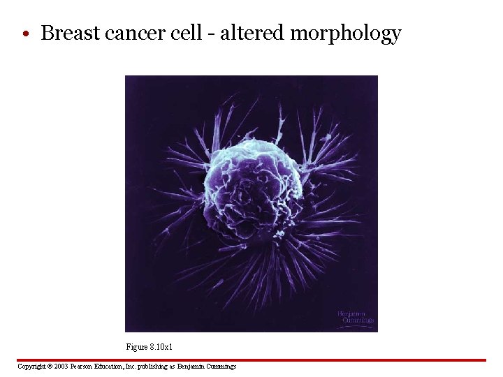  • Breast cancer cell - altered morphology Figure 8. 10 x 1 Copyright