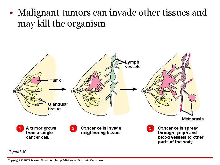  • Malignant tumors can invade other tissues and may kill the organism Lymph