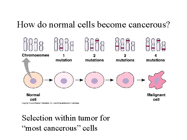 How do normal cells become cancerous? Selection within tumor for “most cancerous” cells 