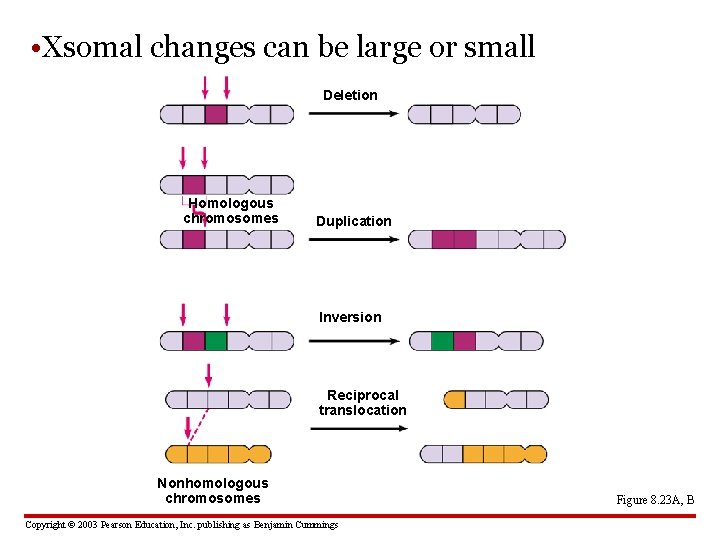  • Xsomal changes can be large or small Deletion Homologous chromosomes Duplication Inversion
