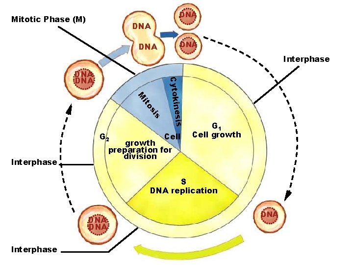 DNA Mitotic Phase (M) DNA DNA Interphase esis s si ito M G 2