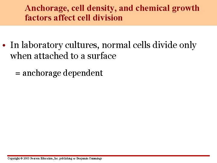 Anchorage, cell density, and chemical growth factors affect cell division • In laboratory cultures,