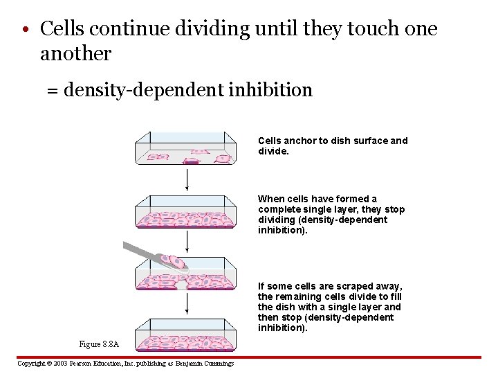  • Cells continue dividing until they touch one another = density-dependent inhibition Cells