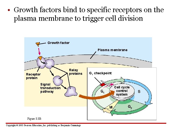  • Growth factors bind to specific receptors on the plasma membrane to trigger
