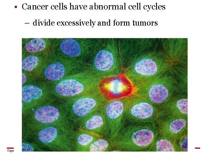 • Cancer cells have abnormal cell cycles – divide excessively and form tumors