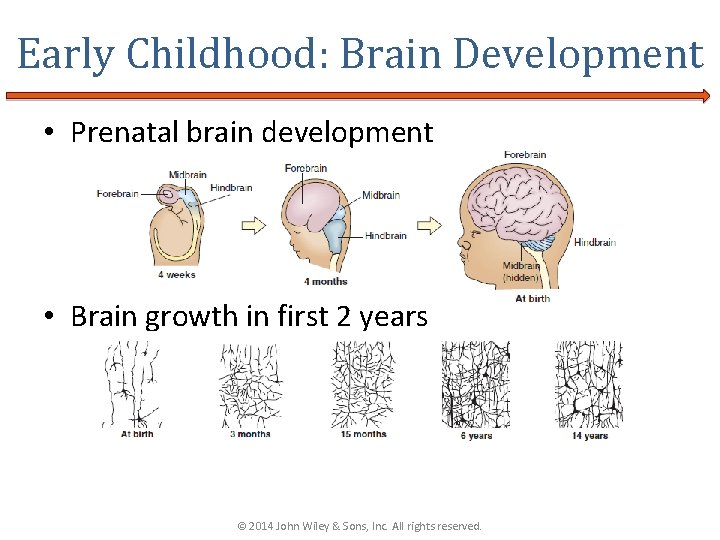 Early Childhood: Brain Development • Prenatal brain development • Brain growth in first 2