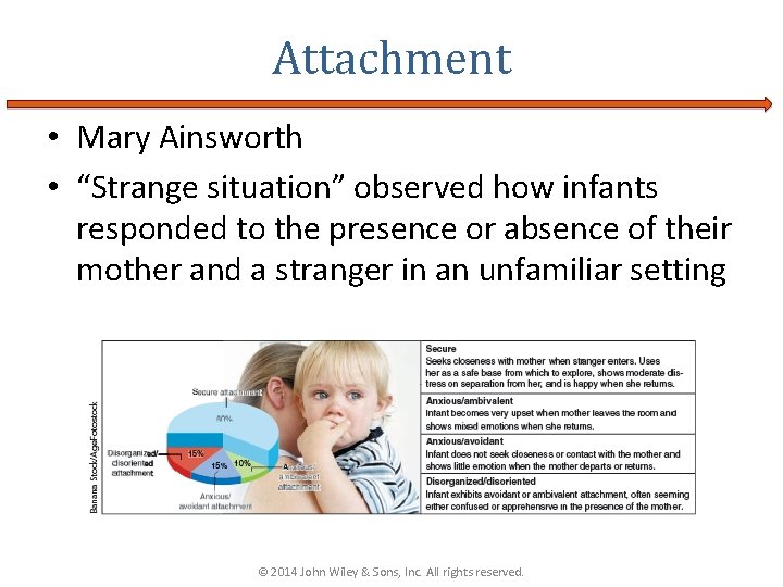 Attachment • Mary Ainsworth • “Strange situation” observed how infants responded to the presence