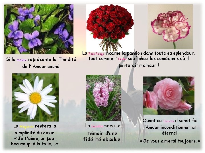 Si la Violette représente la Timidité de l’ Amour caché La Marguerite restera la