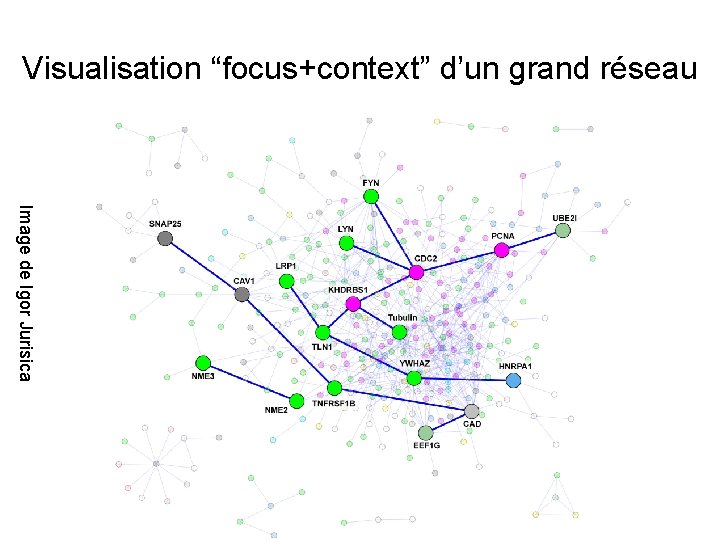 Visualisation “focus+context” d’un grand réseau Image de Igor Jurisica 