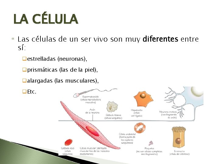 LA CÉLULA Las células de un ser vivo son muy diferentes entre sí: qestrelladas