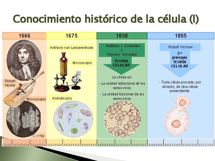 Conocimiento histórico de la célula (I) 1666 1675 1838 1855 Anthony van Leeuwenhoek Matthias