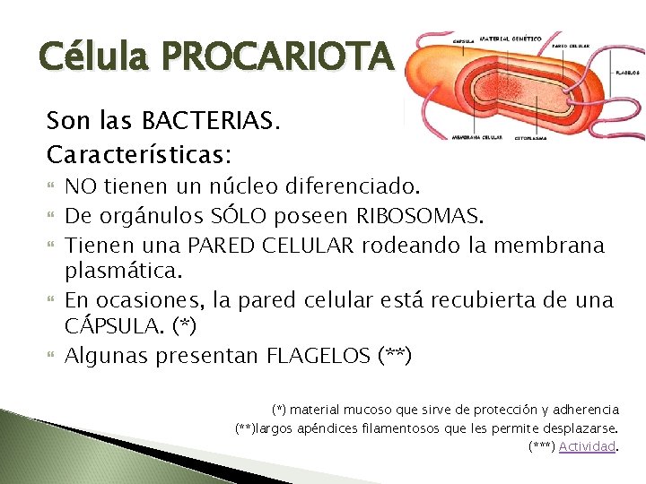 Célula PROCARIOTA Son las BACTERIAS. Características: NO tienen un núcleo diferenciado. De orgánulos SÓLO