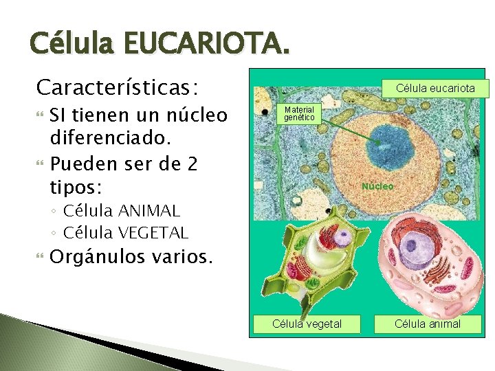 Célula EUCARIOTA. Características: SI tienen un núcleo diferenciado. Pueden ser de 2 tipos: Célula