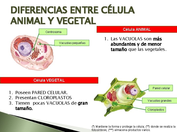 DIFERENCIAS ENTRE CÉLULA ANIMAL Y VEGETAL Centrosoma Vacuolas pequeñas Célula ANIMAL 1. Las VACUOLAS