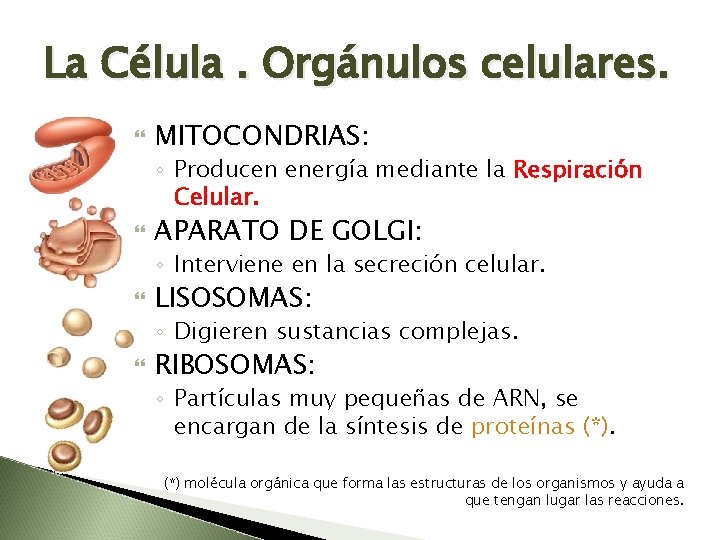 La Célula. Orgánulos celulares. MITOCONDRIAS: ◦ Producen energía mediante la Respiración Celular. APARATO DE