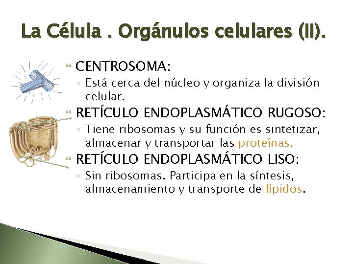 La Célula. Orgánulos celulares (II). CENTROSOMA: ◦ Está cerca del núcleo y organiza la