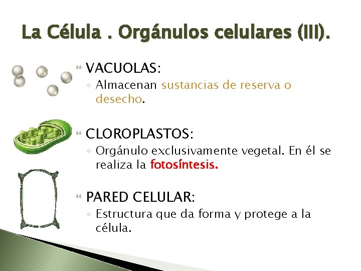 La Célula. Orgánulos celulares (III). VACUOLAS: ◦ Almacenan sustancias de reserva o desecho. CLOROPLASTOS: