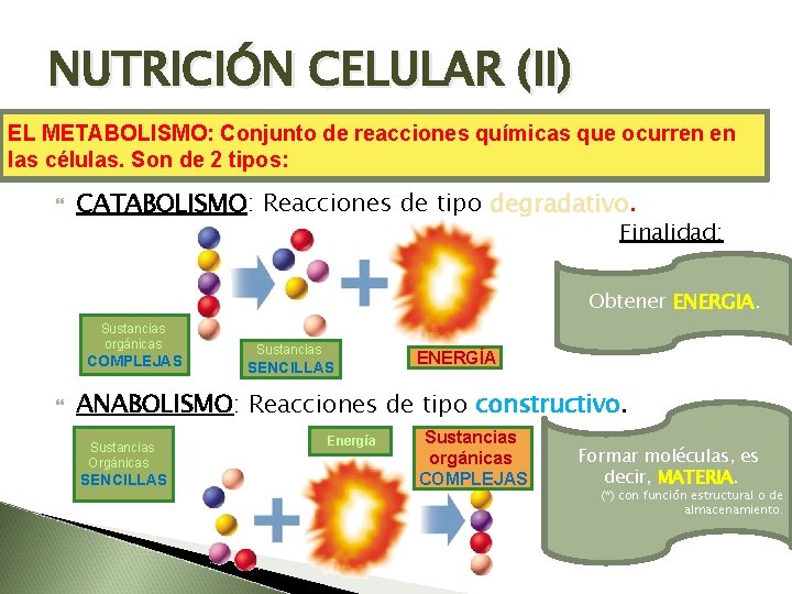 NUTRICIÓN CELULAR (II) EL METABOLISMO: Conjunto de reacciones químicas que ocurren en las células.