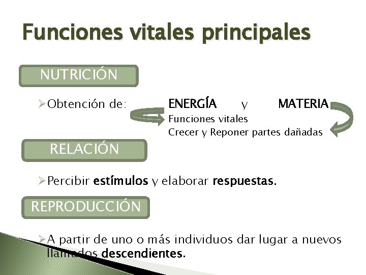 Funciones vitales principales NUTRICIÓN ØObtención de: RELACIÓN ENERGÍA y MATERIA Funciones vitales Crecer y