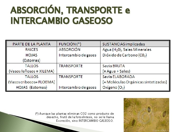 ABSORCIÓN, TRANSPORTE e INTERCAMBIO GASEOSO (*) Aunque las plantas eliminan CO 2 como producto