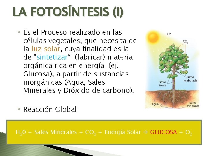 LA FOTOSÍNTESIS (I) Es el Proceso realizado en las células vegetales, que necesita de