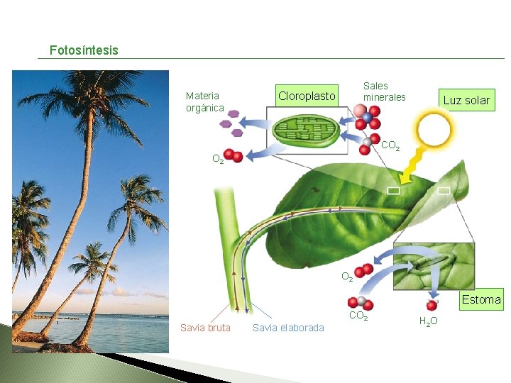 Fotosíntesis Materia orgánica Sales minerales Cloroplasto Luz solar CO 2 O 2 Estoma CO