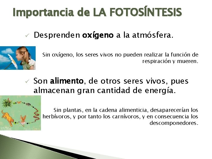 Importancia de LA FOTOSÍNTESIS ü Desprenden oxígeno a la atmósfera. Sin oxígeno, los seres