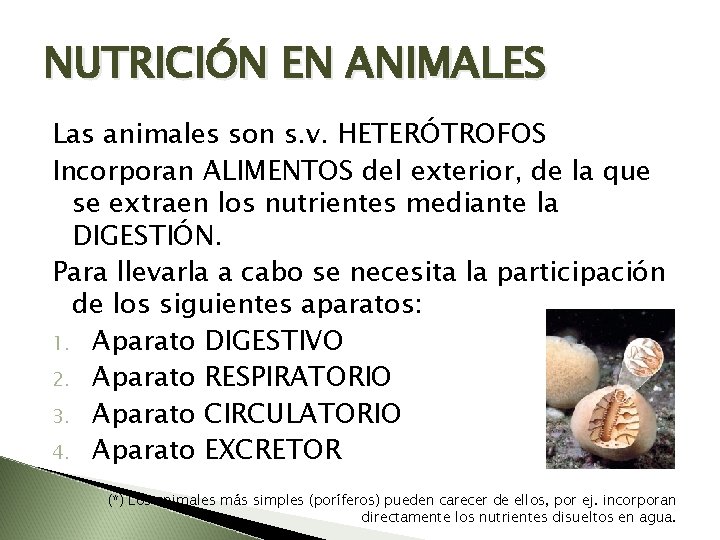 NUTRICIÓN EN ANIMALES Las animales son s. v. HETERÓTROFOS Incorporan ALIMENTOS del exterior, de