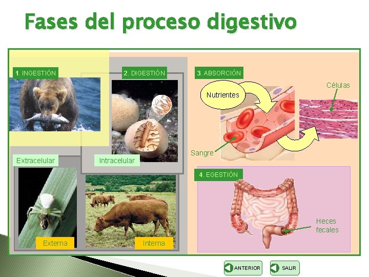 Fases del proceso digestivo 1. INGESTIÓN 2. DIGESTIÓN 3. ABSORCIÓN Células Nutrientes Extracelular Sangre