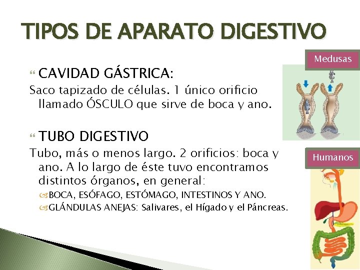 TIPOS DE APARATO DIGESTIVO CAVIDAD GÁSTRICA: Medusas Saco tapizado de células. 1 único orificio