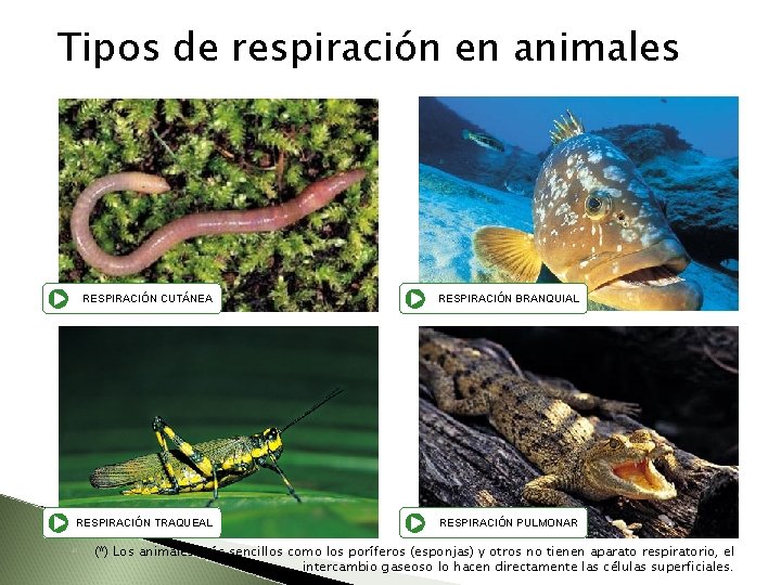 Tipos de respiración en animales RESPIRACIÓN CUTÁNEA RESPIRACIÓN BRANQUIAL RESPIRACIÓN TRAQUEAL RESPIRACIÓN PULMONAR (*)