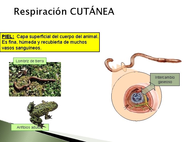 Respiración CUTÁNEA PIEL: Capa superficial del cuerpo del animal. Es fina, húmeda y recubierta