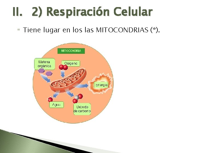 II. 2) Respiración Celular Tiene lugar en los las MITOCONDRIAS (*). 